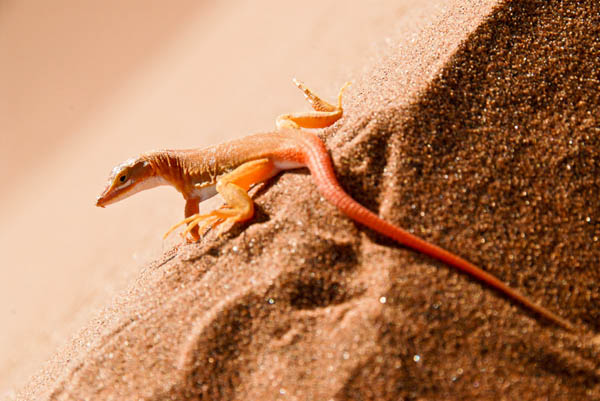 l�zard des sables